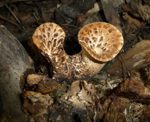 Reishi mushroom