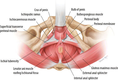 The pelvic floor muscles