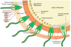 Weak Ejaculation and Low Semen Volume