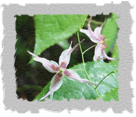 Epimedium Sagittatum (Horny Goat Weed)