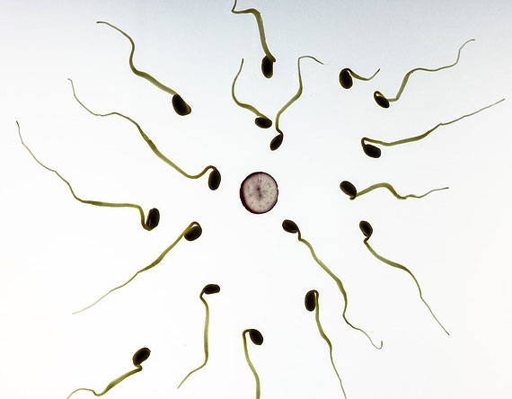Big Testicles More Sperm