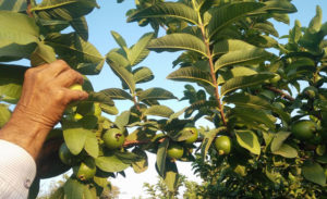 Guavas have many vitamins and minerals