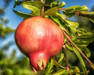 Pomegranates are natural viagra