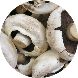 Agaricus Bisporus