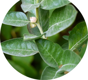 Ashwagandha (Withania somnifera)