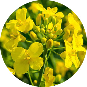 Brassica Campestris