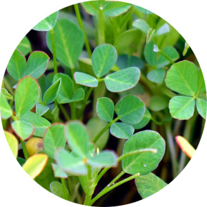 Fenugreek