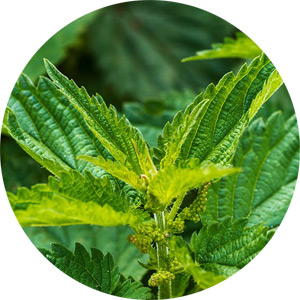 Stinging Nettle