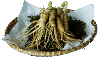 Panax Ginseng is an all-healing herb that is good for harder erections