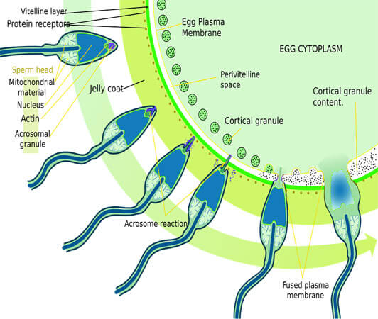 Male sperm fertilizing an egg